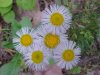 Philadelphia Fleabane (Erigeron philadelphicus)