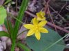 Yellow Star Grass; Common Goldstar (Hypoxis hirsuta)