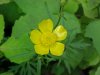 Common Buttercup (Ranunculus acris)