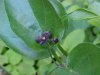Black swallow-wort (Cynanchum nigrum; Cynanchum rossicum)