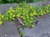 Stringy Stonecrop, Yellow Moss, Graveyard Moss (Sedum sarmentosum) - thanks to Gottfried Unger for correction: was misidentified as Wild Stonecrop (Sedum ternatum)