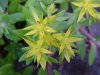 Stringy Stonecrop, Yellow Moss, Graveyard Moss (Sedum sarmentosum) - thanks to Gottfried Unger for correction: was misidentified as Wild Stonecrop (Sedum ternatum)