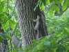 Battling squirrels of LDEO, Columbia Univ., Palisades, N.Y., USA