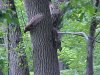 Battling squirrels of LDEO, Columbia Univ., Palisades, N.Y., USA