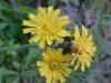 Yellow Hawkweed; King Devil (Hieracium caespitosum; Hieracium pratense; Hieracium floribundum)