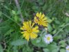 Yellow Hawkweed; King Devil (Hieracium caespitosum; Hieracium pratense; Hieracium floribundum)