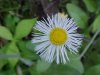 Philadelphia Fleabane (Erigeron philadelphicus)