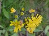 Yellow Hawkweed; King Devil (Hieracium caespitosum; Hieracium pratense; Hieracium floribundum)