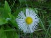 Philadelphia Fleabane (Erigeron philadelphicus)