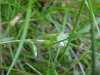Mouse-ear Chickweed (Cerastium fontanum)