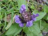 Heal-all; Self-heal (Prunella vulgaris)