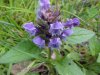Heal-all; Self-heal (Prunella vulgaris)