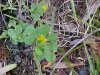 Black Medick (Medicago lupulina)