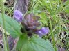 Heal-all; Self-heal (Prunella vulgaris)