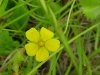Canadian Dwarf Cinquefoil (Potentilla canadensis)
