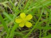 Canadian Dwarf Cinquefoil (Potentilla canadensis)