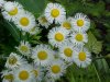 Philadelphia Fleabane (Erigeron philadelphicus)