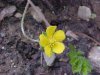 Canadian Dwarf Cinquefoil (Potentilla canadensis)