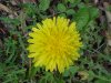 Common Dandelion (Taraxacum officinale)