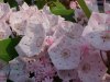 Mountain Laurel (Kalmia latifolia)