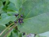 Black swallow-wort (Cynanchum nigrum; Cynanchum rossicum)