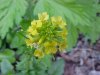 Common Wintercress (Barbarea vulgaris)