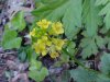 Common Wintercress (Babarea vulgaris)