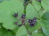 Black swallow-wort (Cynanchum nigrum; Cynanchum rossicum)