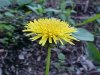 Common Dandelion (Taraxacum officinale)