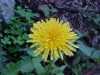 Common Dandelion (Taraxacum officinale)