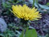 Common Dandelion (Taraxacum officinale)