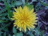 Common Dandelion (Taraxacum officinale)