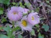 Philadelphia Fleabane (Erigeron philadelphicus)