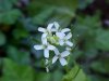 Garlic Mustard (Alliaria petiolata)