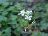 Garlic Mustard (Alliaria petiolata)