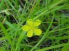 Canadian Dwarf Cinquefoil (Potentilla canadensis)