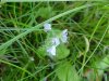 Common Speedwell (Veronica officinalis)