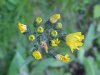 Yellow Hawkweed; King Devil (Hieracium caespitosum; Hieracium  pratense; Hieracium floribundum)