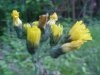 Yellow Hawkweed; King Devil (Hieracium caespitosum; Hieracium pratense; Hieracium floribundum)