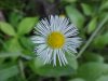 Philadelphia Fleabane (Erigeron philadelphicus)