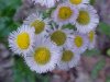 Philadelphia Fleabane (Erigeron philadelphicus)