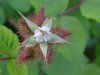 Of the Wild Red Raspberry family (Rubis idaeus)