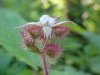 Of the Wild Red Raspberry family (Rubis idaeus)