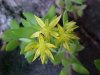 Stringy Stonecrop, Yellow Moss, Graveyard Moss (Sedum sarmentosum) - thanks to Gottfried Unger for correction: was misidentified as Wild Stonecrop (Sedum ternatum)
