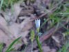 Blue-eyed Grass (Sisyrinchium angustifolium)