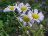 Philadelphia Fleabane (Erigeron philadelphicus)