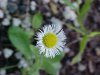 Philadelphia Fleabane (Erigeron philadelphicus)