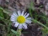 Philadelphia Fleabane (Erigeron philadelphicus)