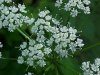 Wild Angelica (Angelica   triquinata) - described as closely  resembling the very poisoness Water Hemlock (Cicuta maculata)
