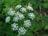 Wild Angelica (Angelica triquinata) - described as closely resembling the very poisoness Water Hemlock (Cicuta maculata)